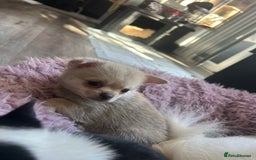 Chihuahua dogs for sale: READY NOW chihuahua x Pom puppies  - Image 27