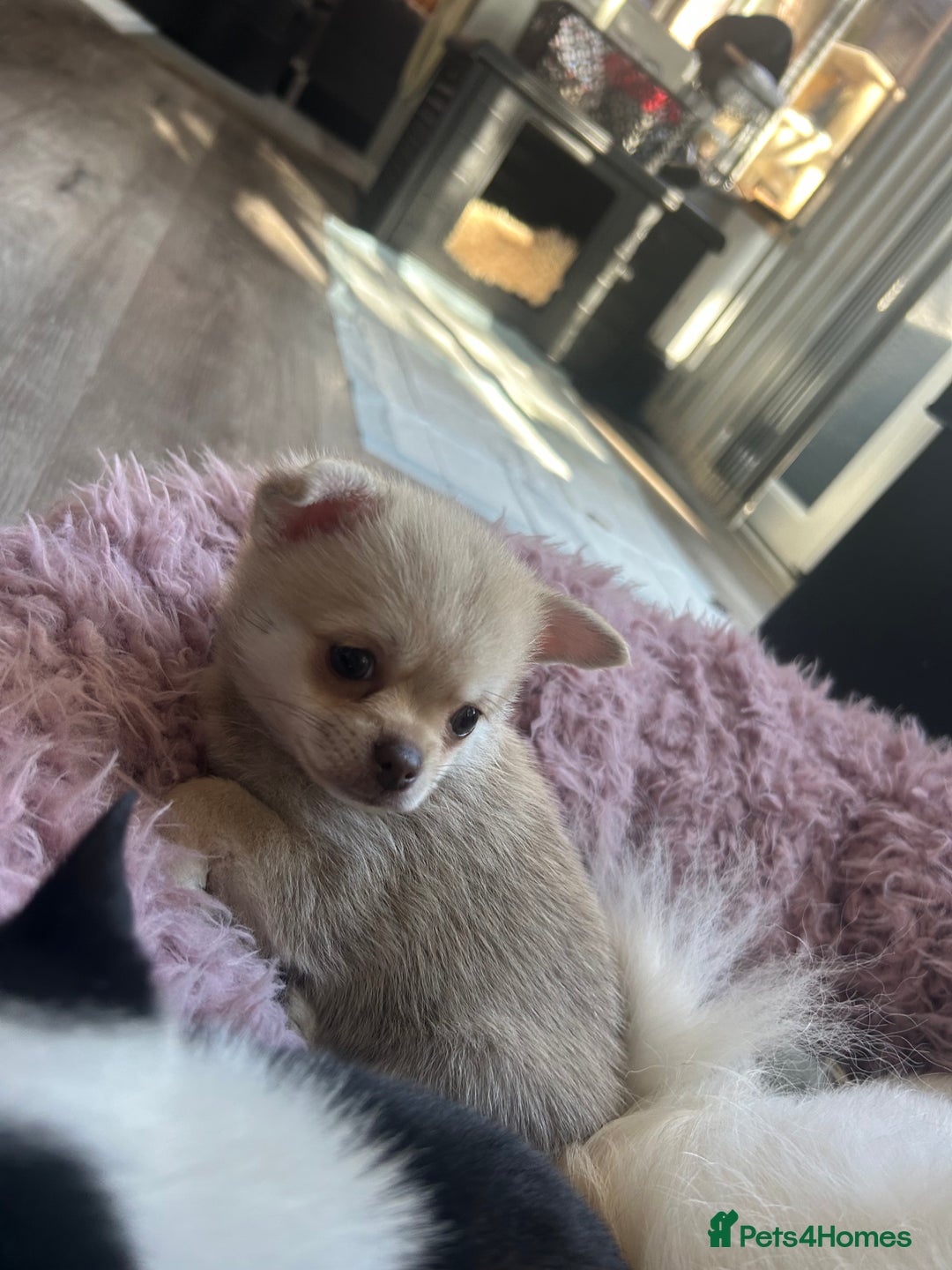 Chihuahua dogs for sale: READY NOW chihuahua x Pom puppies  - Image 27