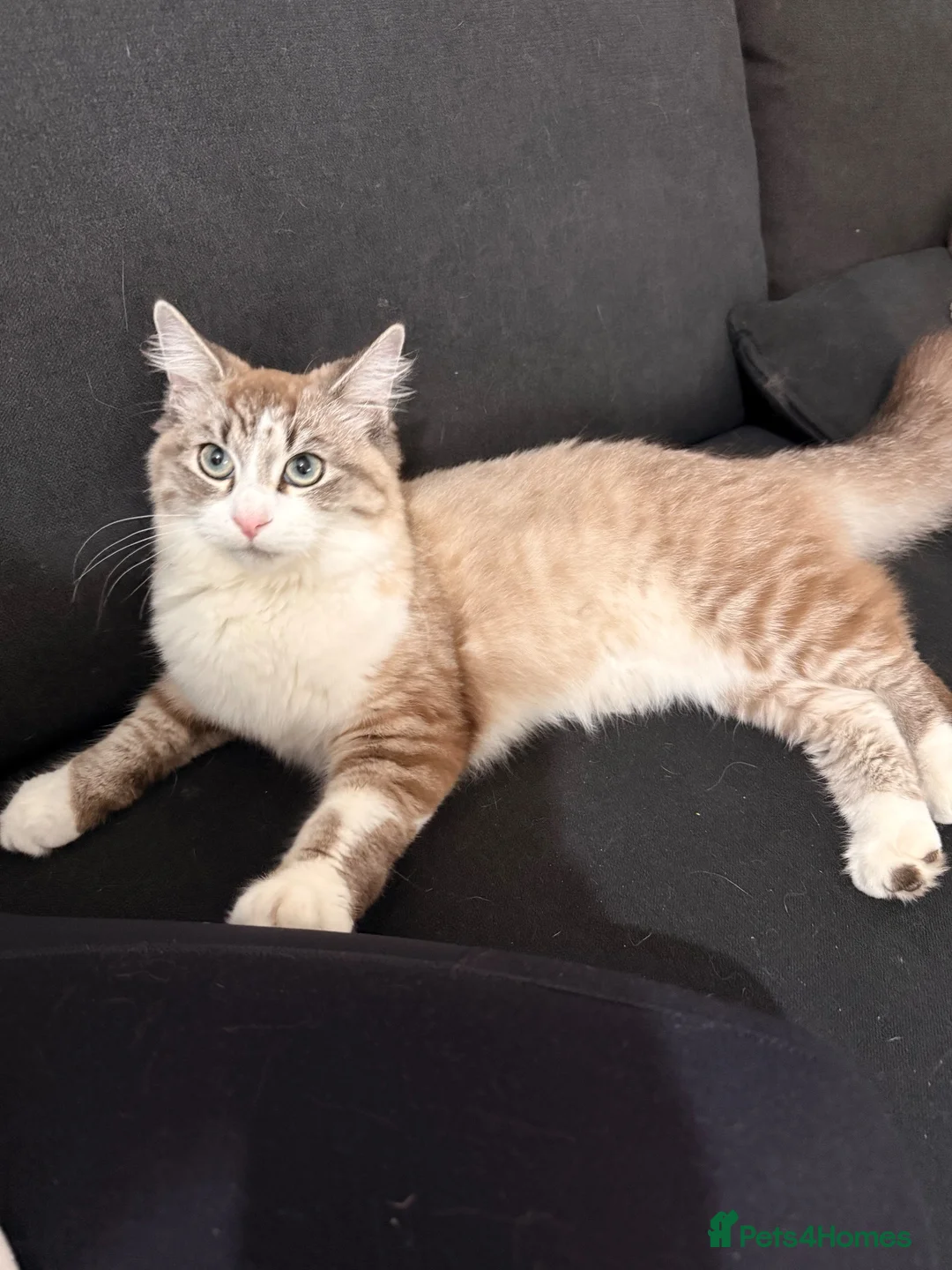 Mixed Breed cats for sale: Brother and sister kitten  in Chelmsford - Advert 1