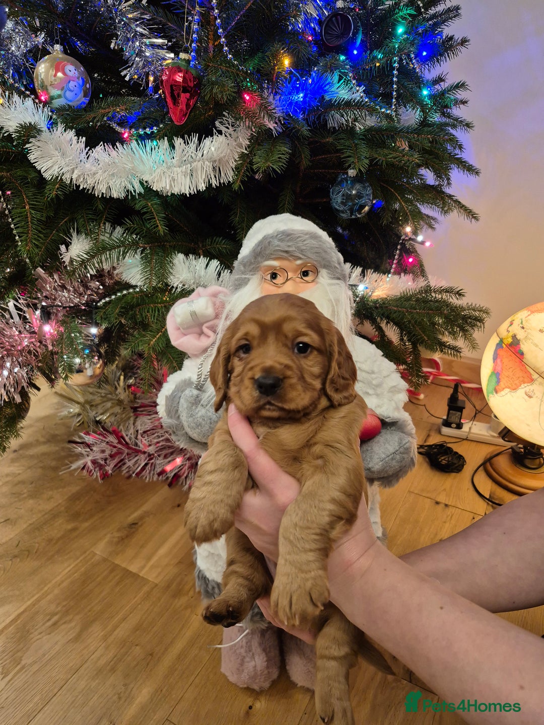 Cocker Spaniel dogs for sale: KC reg,Adorable,Golden Working CockerSpaniel Pupps - Advert 3