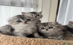 Scottish Fold cats for sale: Adorable Scottish Fold Kittens  - Image 7