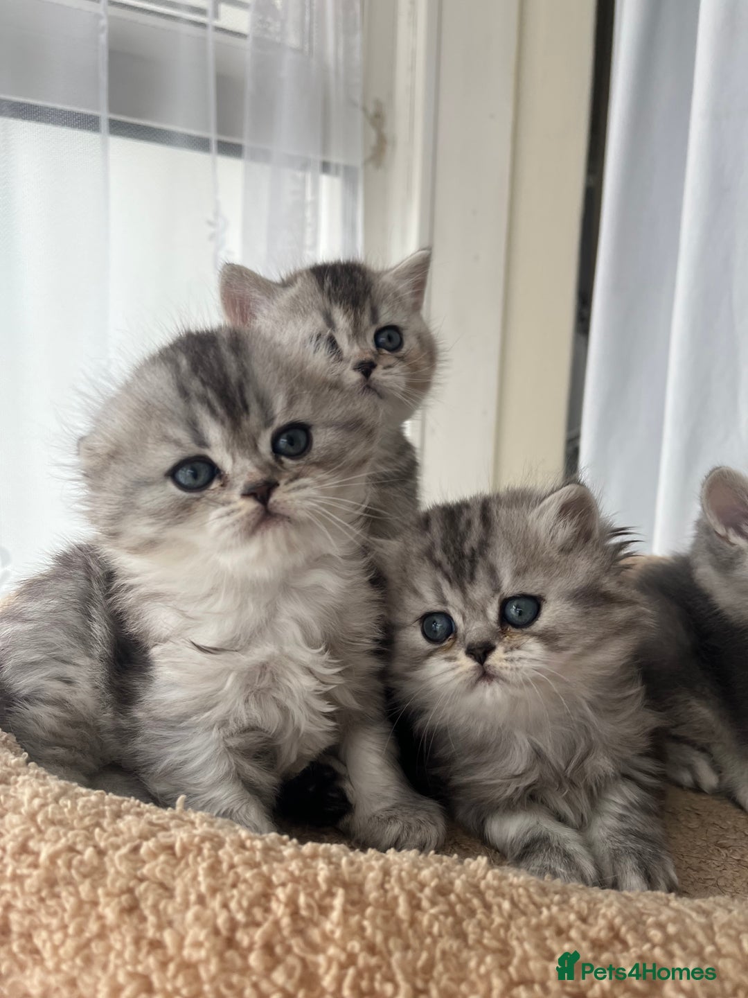 Scottish Fold cats for sale: Adorable Scottish Fold Kittens  - Image 7