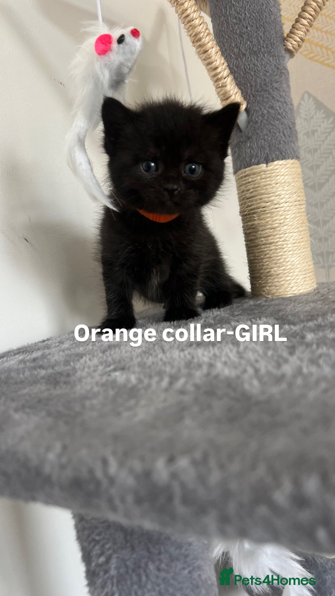 British Shorthair cats for sale: British shorthair black/2point - Image 13