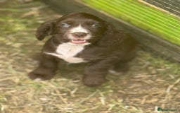 Cocker Spaniel dogs for sale: Stunning cocker pups  - Image 3