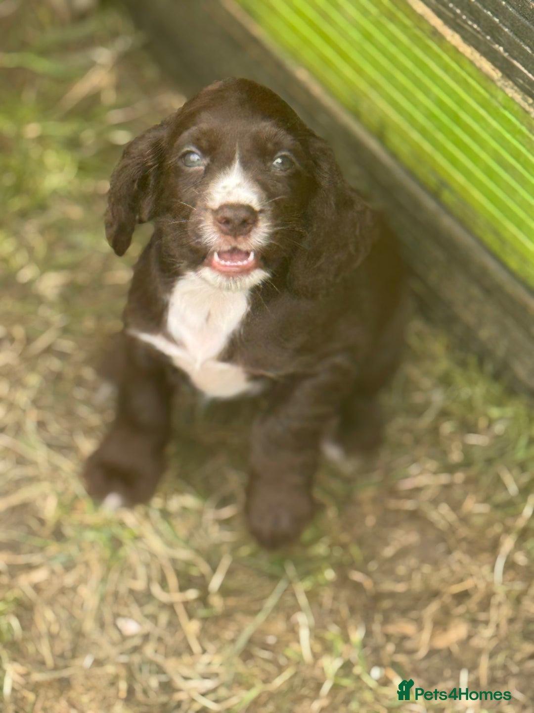 Cocker Spaniel dogs for sale: Stunning cocker pups  - Image 3
