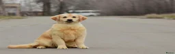 Golden Retriever dogs for sale: 5 exceptional golden retrievers  - Advert 10