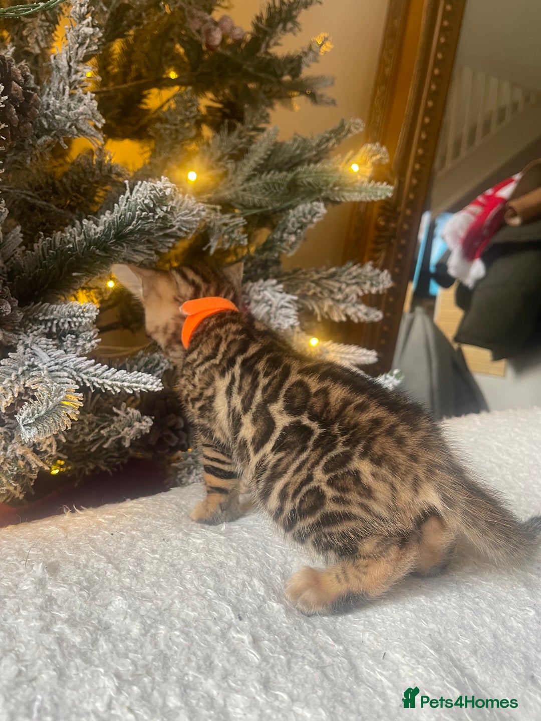 Bengal cats for sale: EXCELLENT BENGAL KITTENS READY BEFORE  ** !!! - Advert 2
