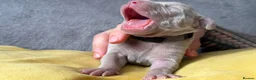 Weimaraner dogs for sale: Gorgeous chunky silver Weimaraner puppies  in Llanelli - Advert 7