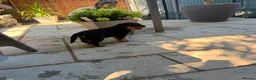 Rottweiler dogs for sale: ⭐️4 Rottweiler Boys For Sale ⭐️ - Advert 7
