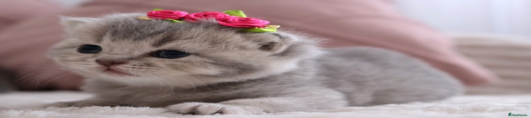 British Shorthair Kitten 4