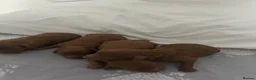 Toy Poodle dogs for sale: KC Red Toy Poodles DNA clear - Advert 8