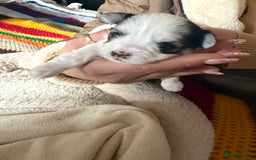 Morkie dogs for sale: +44 7794 219509 Mini morkie for sale  - Image 10