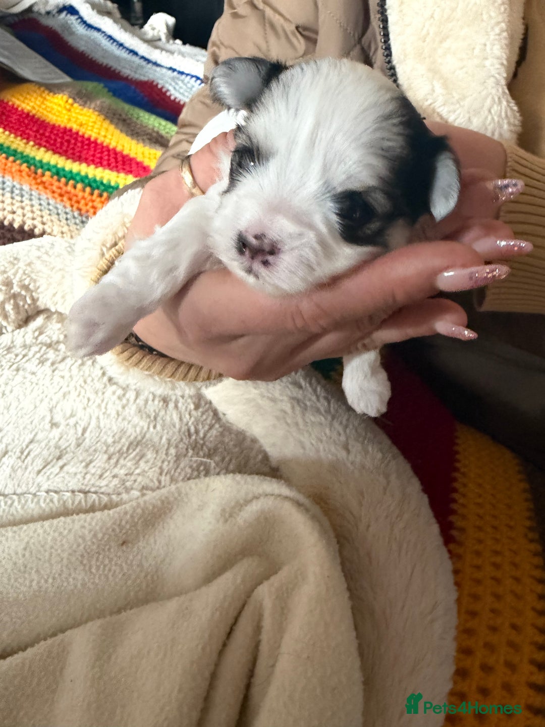 Morkie dogs for sale: +44 7794 219509 Mini morkie for sale  - Image 10
