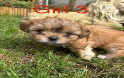 Shih Tzu dogs for sale: Adorable Shih tzu puppies for sale - Image 8