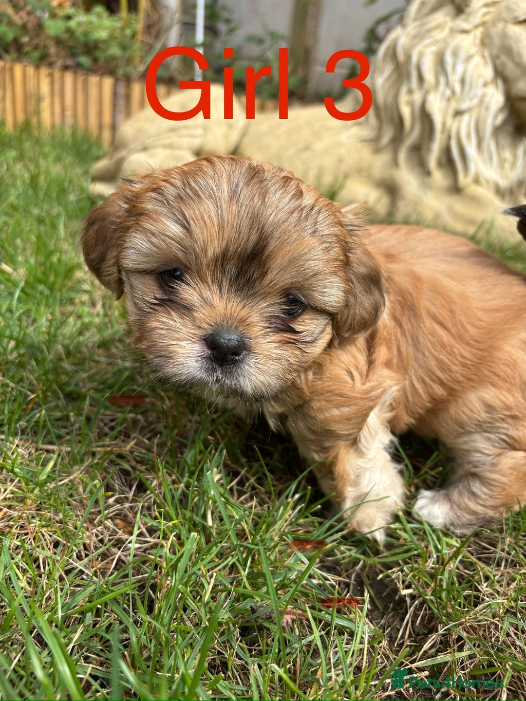 Shih Tzu dogs for sale: Adorable Shih tzu puppies for sale - Image 8