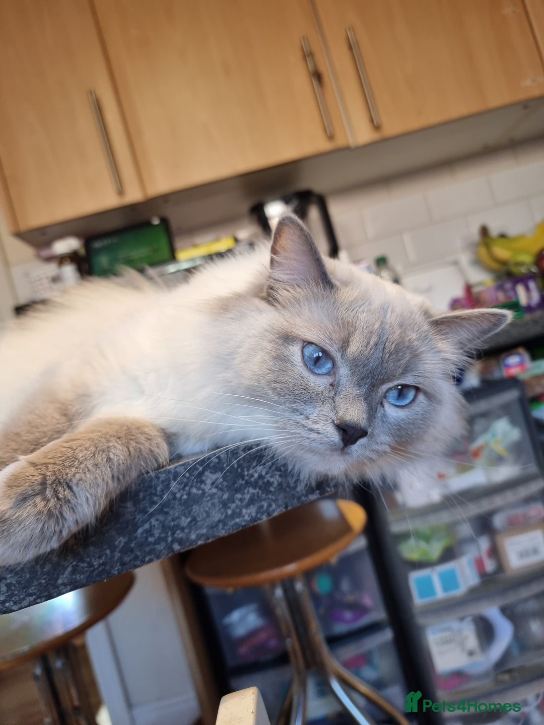 Ragdoll cats for sale: Adorable Ragdoll Kittens - READY NEXT WEEK - Image 15