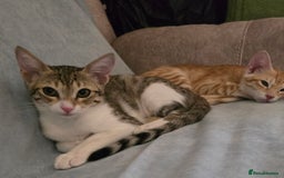 Mixed Breed cats for adoption: [Indoors Only] MiniMi & MiniMo - lovely sisters  - Image 4