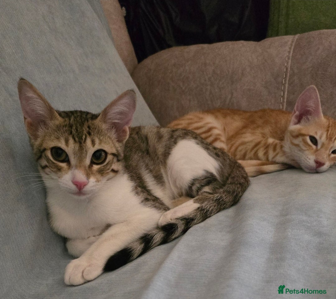 Mixed Breed cats for adoption: [Indoors Only] MiniMi & MiniMo - lovely sisters  - Image 4