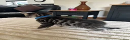 Bengal cats for sale: Bengal cross kittens in Frodsham - Advert 14