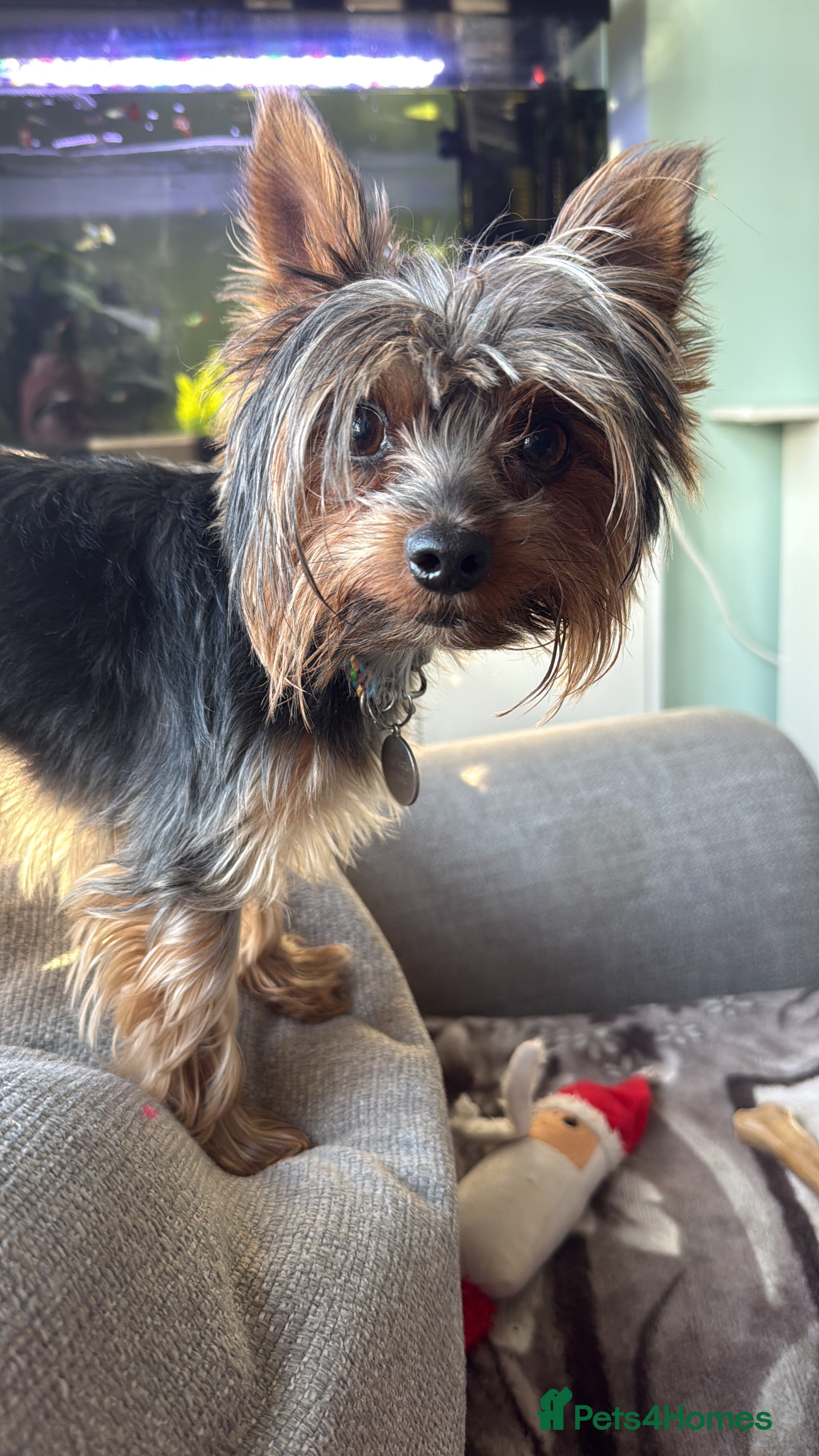 Mylo