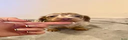 Miniature Dachshund dogs for sale: LONG HAIRED MINIATURE RUSSIAN DACHSHUNDS  - Advert 16