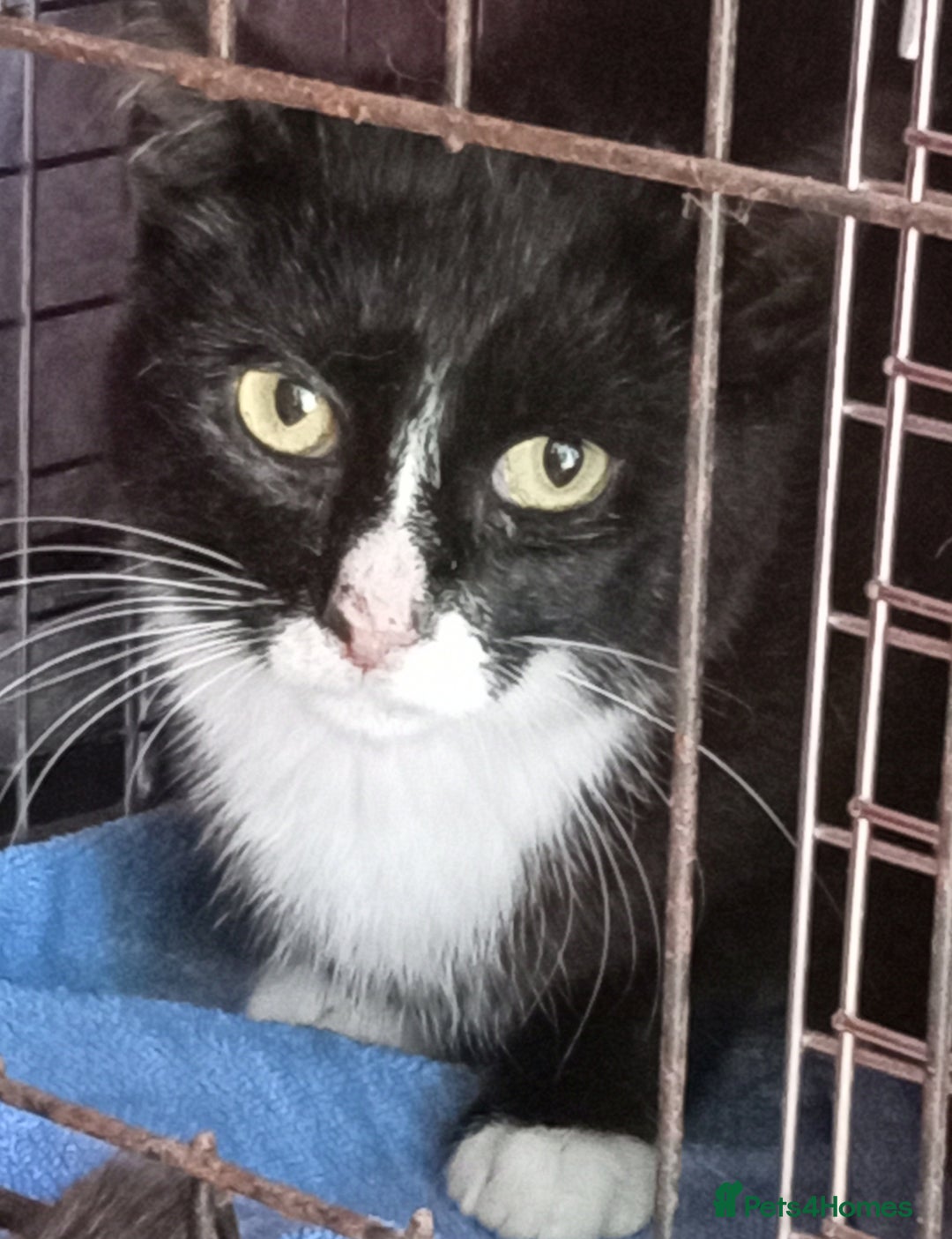Mixed Breed cats for adoption: Fizz - kitten - Image 4