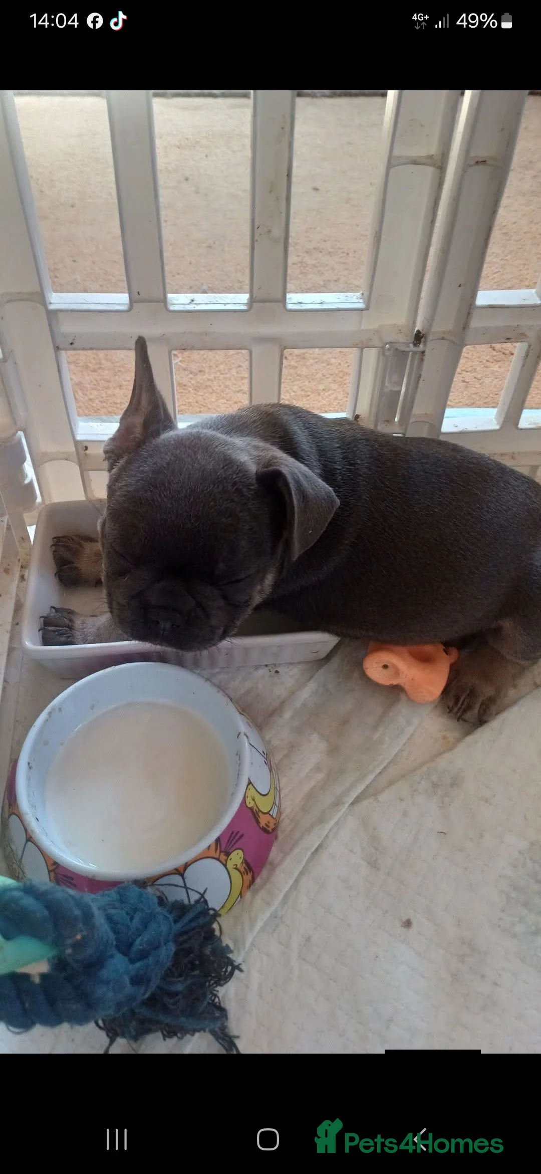 French Bulldog dogs for sale: 2 beautiful pups left male/female  - Advert 5