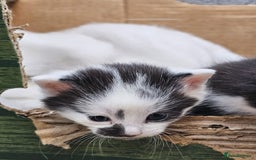 Domestic Shorthair cats for sale: mother cat and 4 kittens all together - Image 11