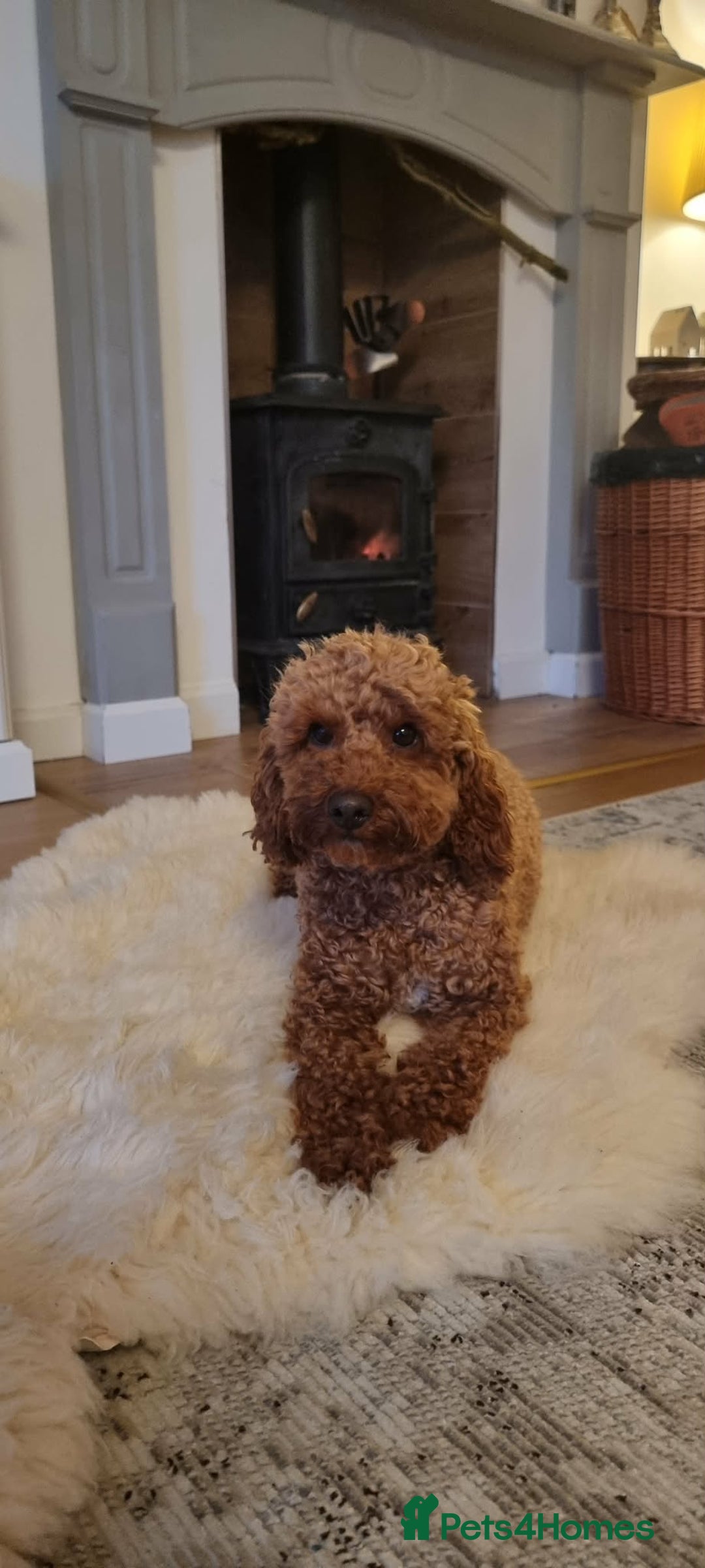 Cavapoo dogs for sale: Beautiful red Cavapoo  - Advert 6