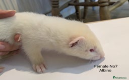 Ferret rodents for sale: Ferret Albino/sable - Image 6