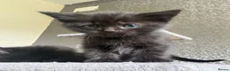 Mixed Breed cats for sale: Ragdoll cross kittens in Glasgow - Advert 8