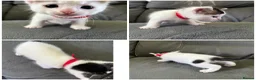 Domestic Shorthair cats for sale: Playful beautiful kittens  - Advert 5