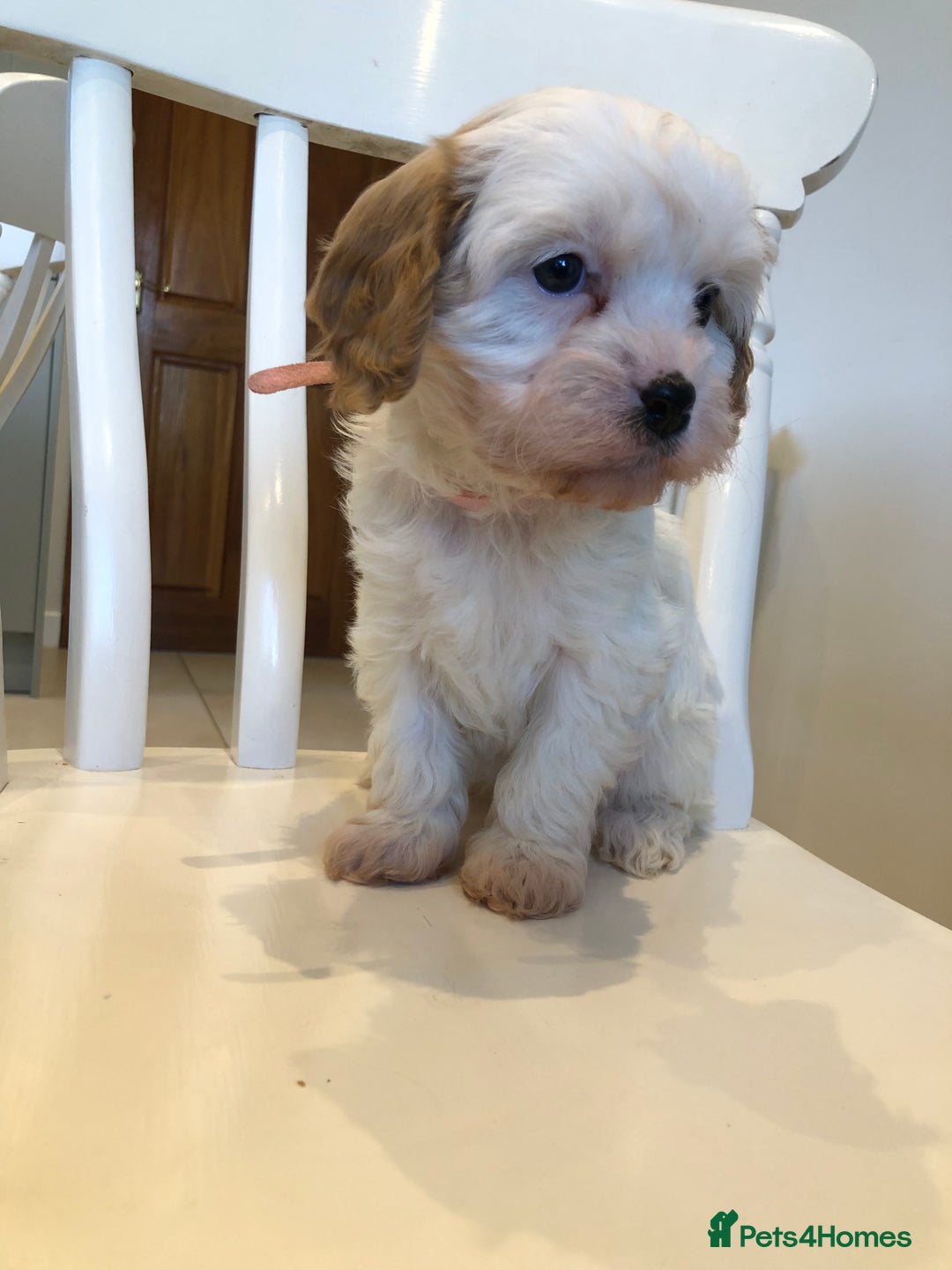 Cavapoo dogs for sale: Adorable Cavapoo Puppies  - Advert 24