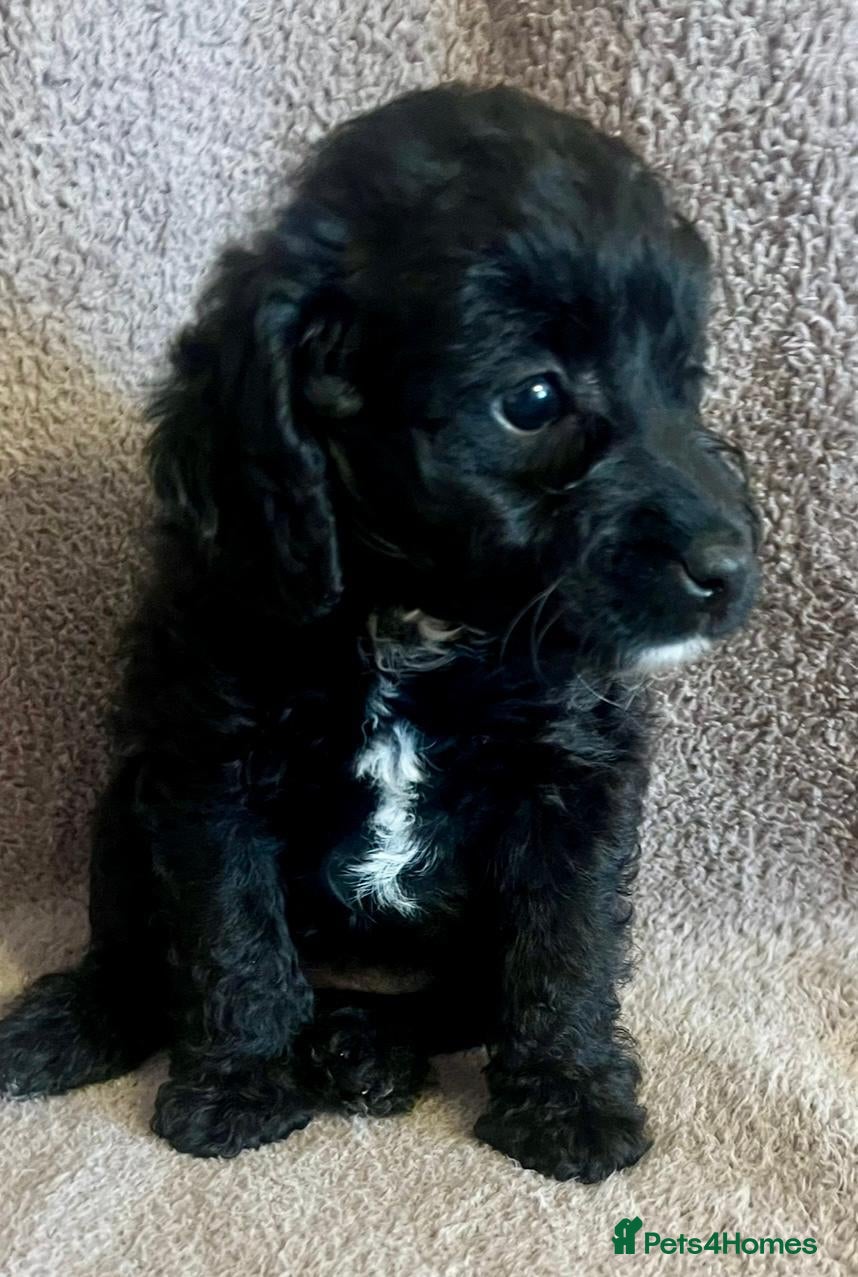 Labradoodle dogs £1250 lovely 4 mini Labradoodl pups ready soon. - Advert 1
