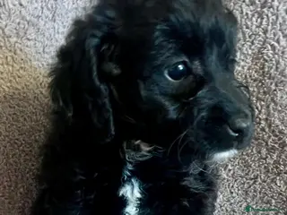 Labradoodle dogs £1250 lovely 4 mini Labradoodl pups ready soon. - Advert 1