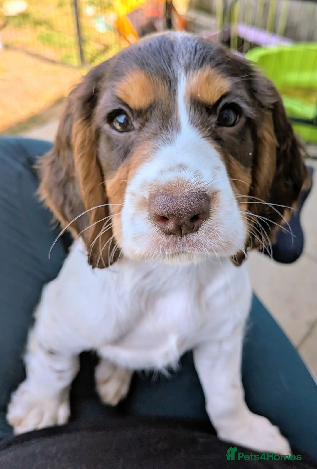 Cocker Spaniel dogs for sale: ⭐REDUCED READY NOW 1 LEFT ⭐Cocker spaniel male - Advert 1