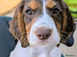 Cocker Spaniel dogs ⭐ READY NOW ONLY 1 LEFT ⭐Cocker spaniel puppiy - Advert 9