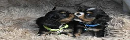 Cavalier King Charles Spaniel dogs for sale: Beautiful Cavalier King Charles Spaniel Puppies in Basingstoke - Advert 9