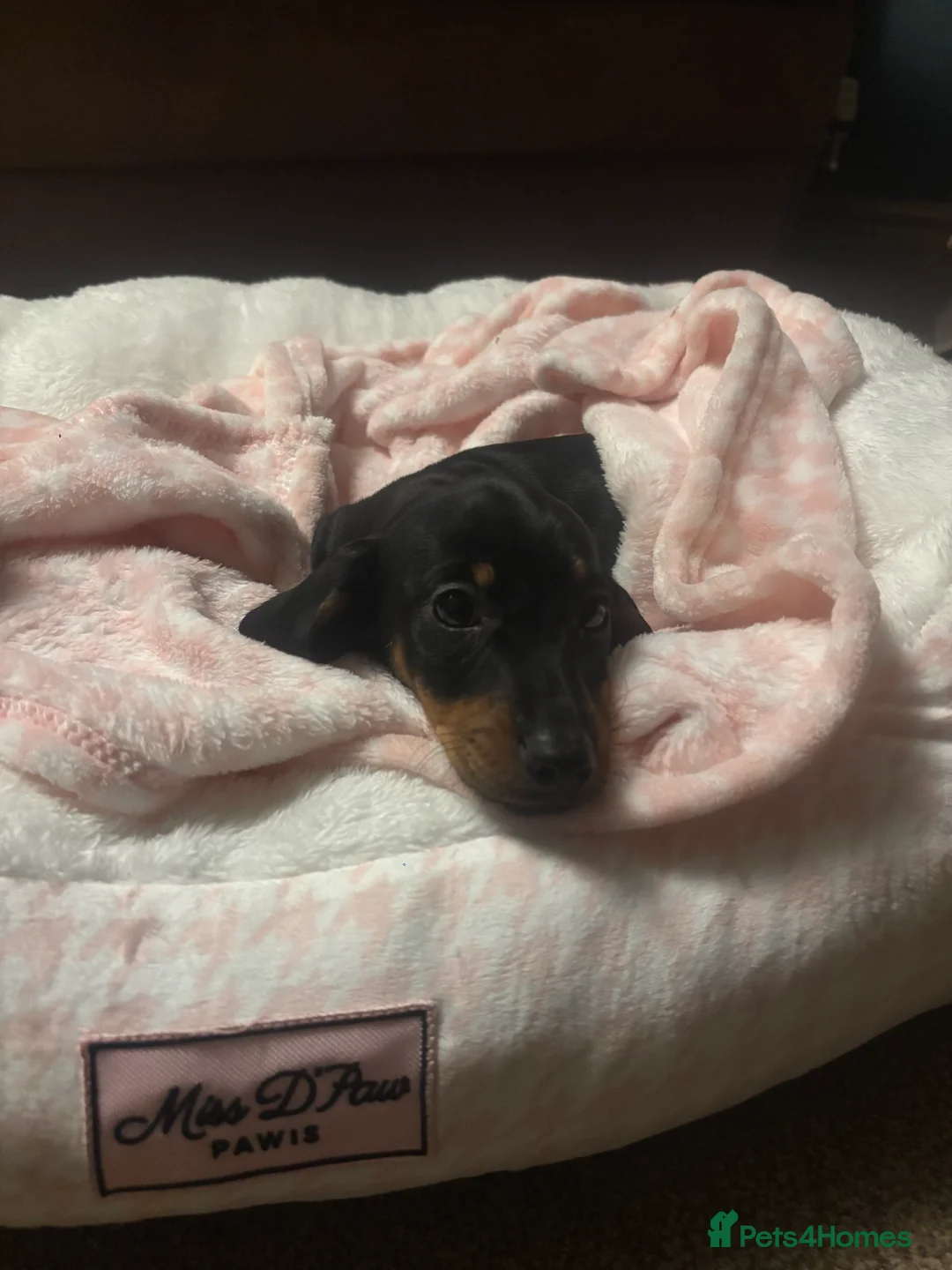 Dachshund dogs for sale: miss mabel  - Advert 1