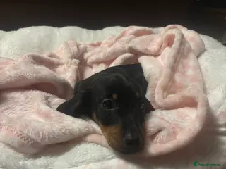 Dachshund dogs miss mabel - Advert 1