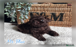 Shih Tzu dogs for sale: Stunning KC chocolate imperial Shihtzu puppies - Image 35