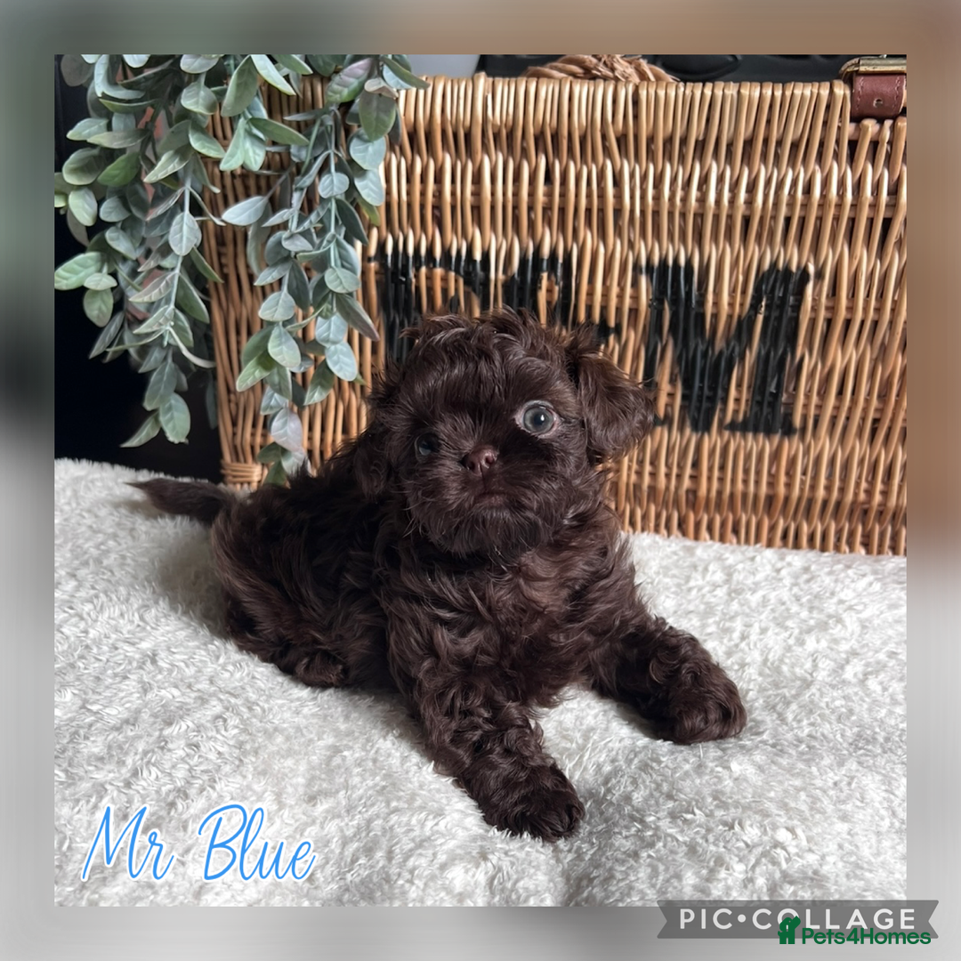Shih Tzu dogs for sale: Stunning KC chocolate imperial Shihtzu puppies - Image 35