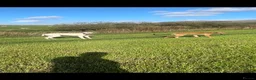 Mixed Breed dogs for sale: To beautiful boys ready for a new home in Skipton - Advert 1