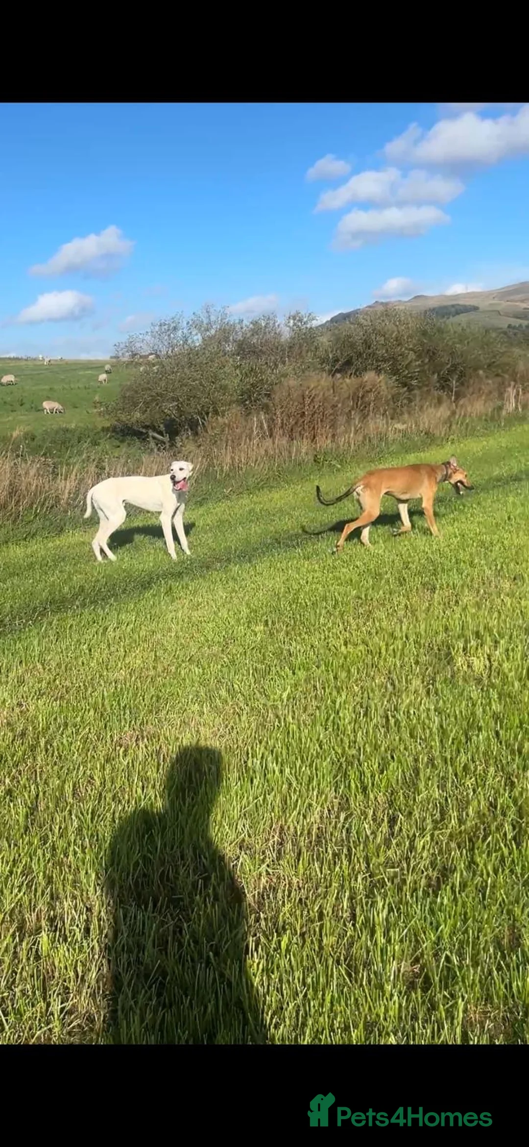 Mixed Breed dogs for sale: To beautiful boys ready for a new home in Skipton - Advert 1