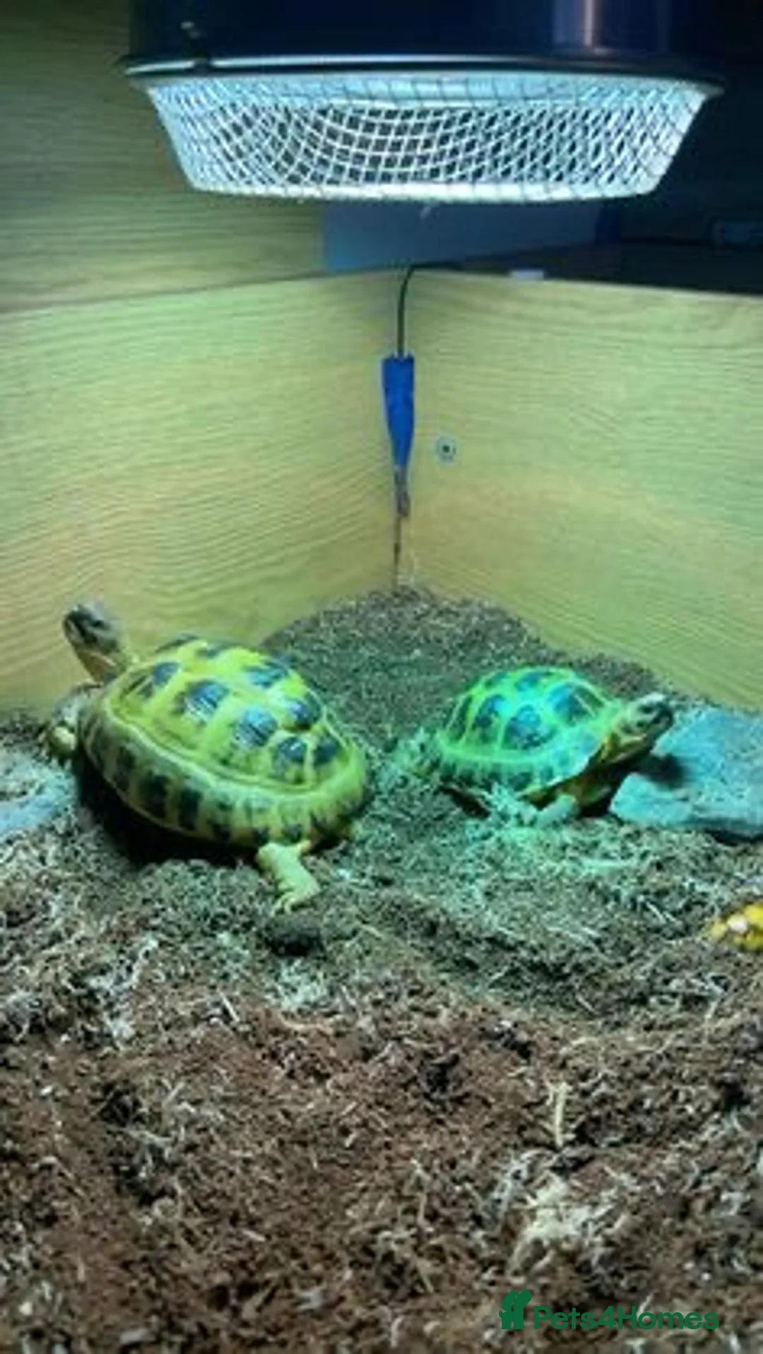 Tortoise reptiles for sale: 2 Russian tortoises Shelly + Sheldon  in Liverpool - Advert 1