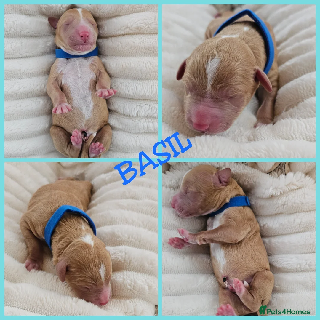 Australian Labradoodle dogs for sale: STUNNING LITTER OF AUSTRALIAN LABRADOODLES  - Advert 28