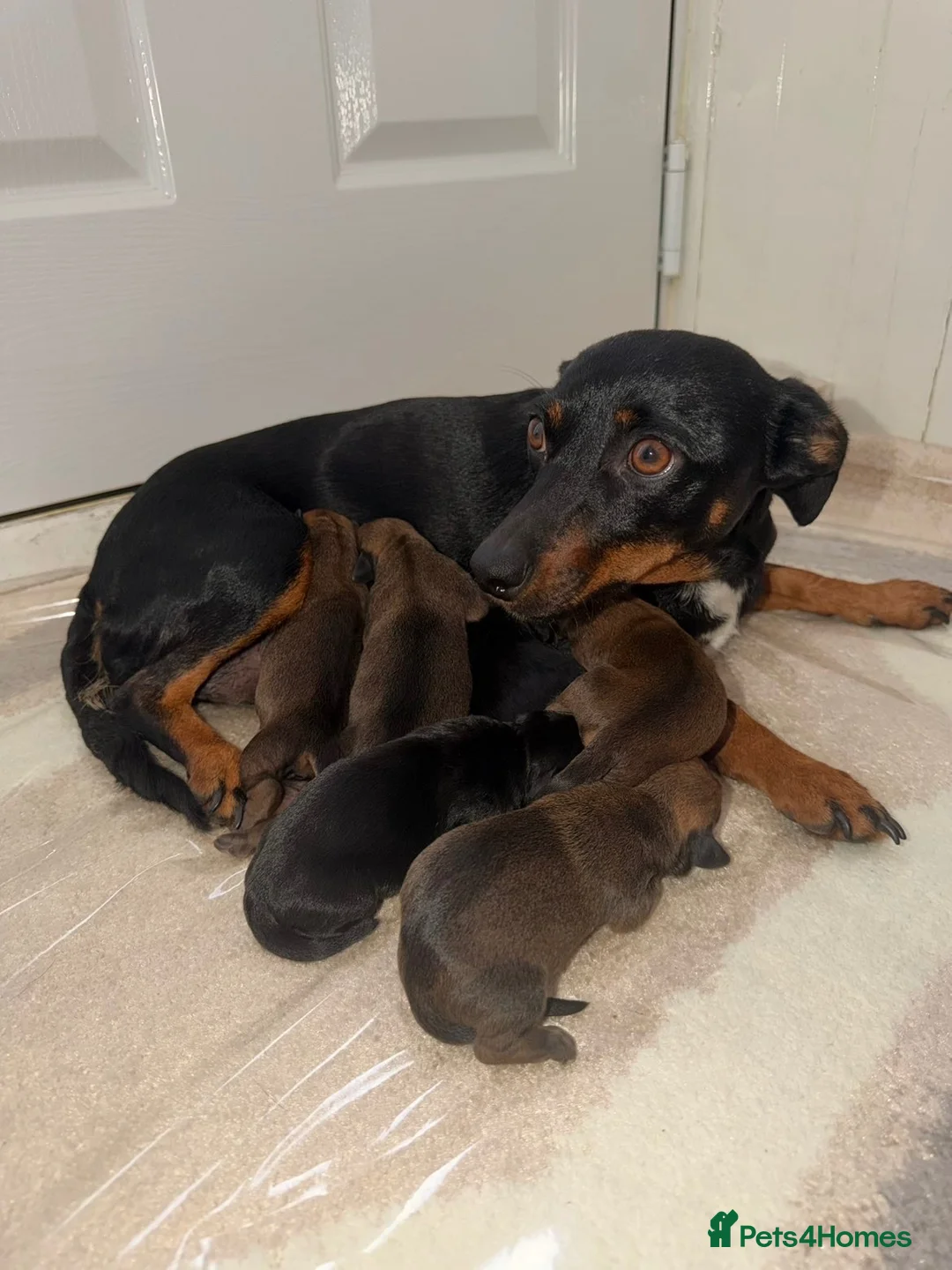 Mixed Breed dogs for sale: Dachshund x terrier for sale  - Advert 1