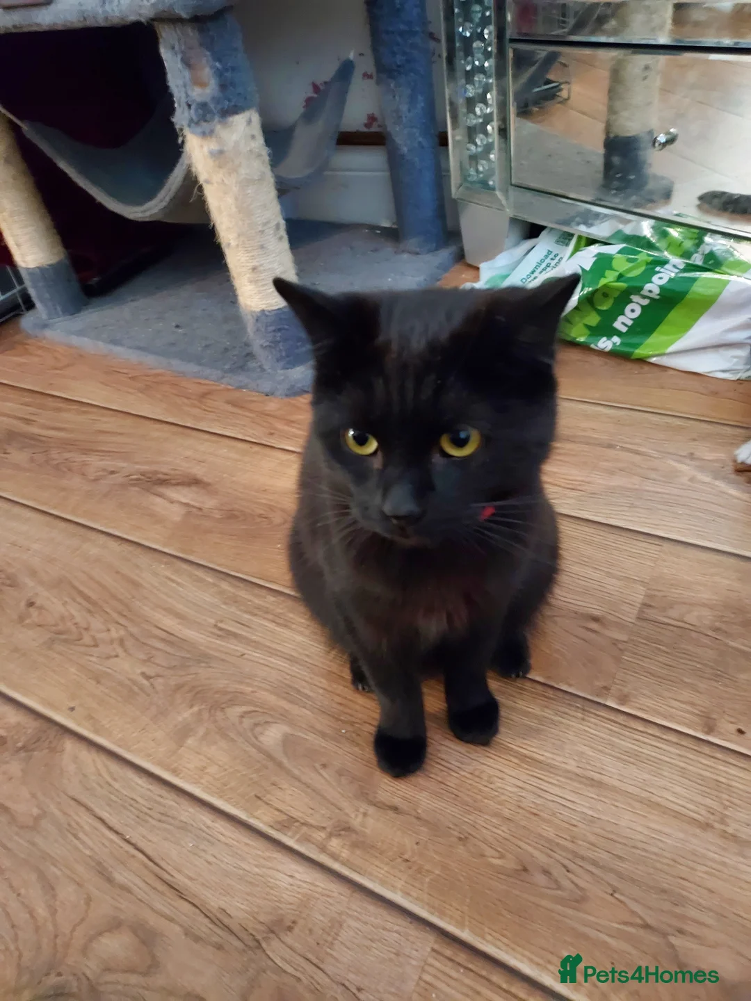 British Longhair cats for sale: Cat For Sale  in Durham - Advert 5