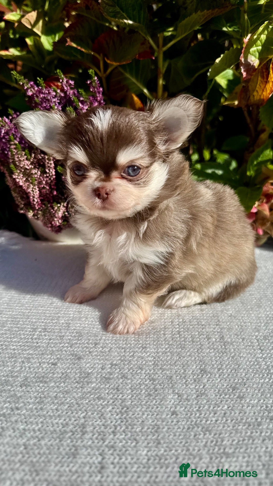Chihuahua dogs for sale: 🤎🐾🖤Exotic LC RKC Husky Marking Boys🖤🐾🤎 - Advert 1