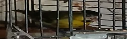 Finches birds for sale: Siskin males Siskin males  - Advert 4